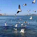 Avatar Tomás Ledezma